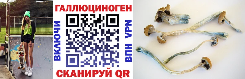 omg ССЫЛКА  Снежинск  Псилоцибиновые грибы Psilocybe 