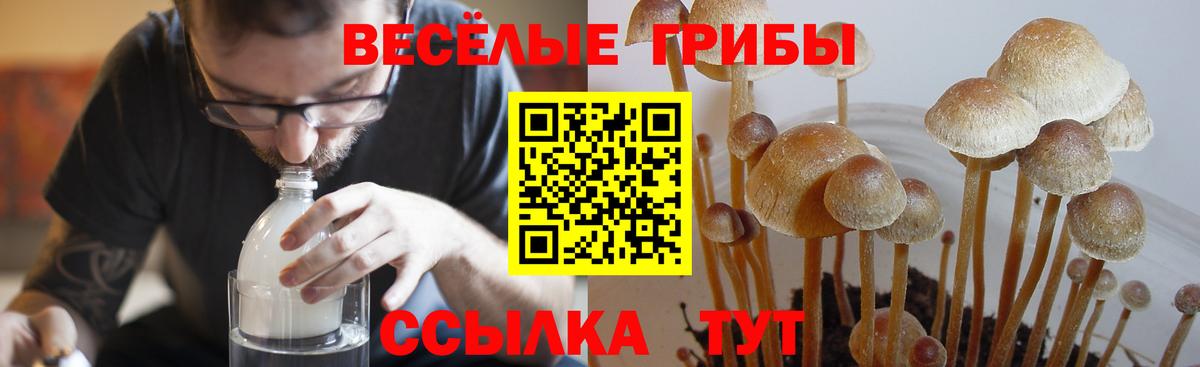 Псилоцибиновые грибы GOLDEN TEACHER  купить   Снежинск  Вход с VPN 